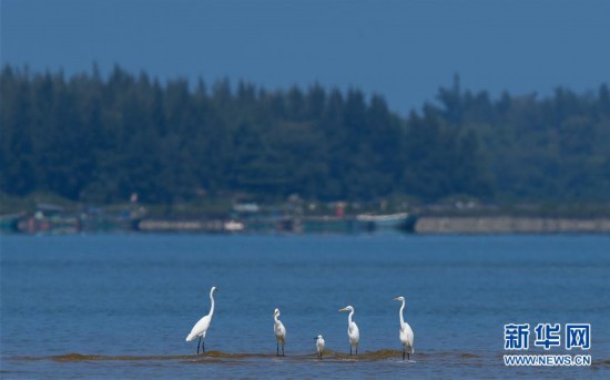 海南儋州：光村銀灘候鳥飛