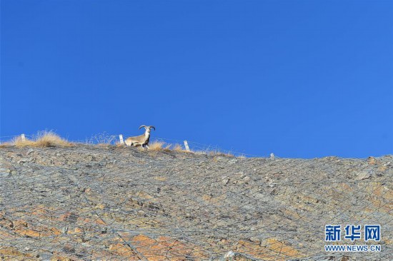 青海三江源:在“神山圣湖”間尋覓“高原精靈”