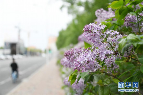 丁香花開 香飄冰城
