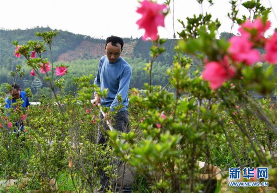 武夷山：“圓夢村”圓夢