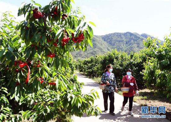北京：迎來櫻桃采摘季