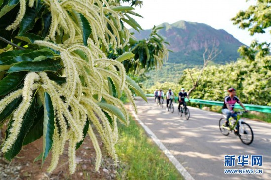 燕山腳下栗花香