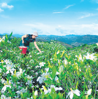 梔子花海結出“致富果”