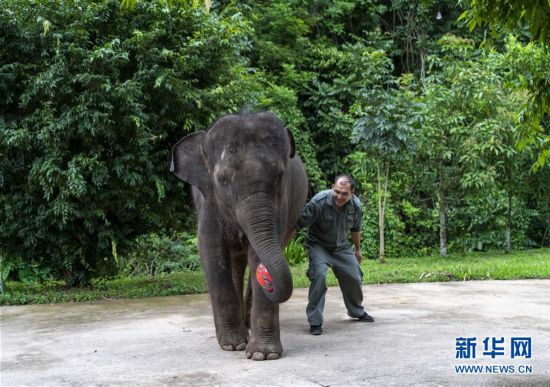 云南西雙版納：大象“羊妞”五歲啦！