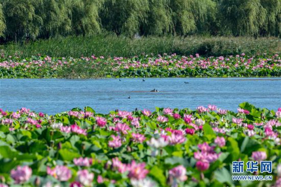 吉林鎮(zhèn)賚：環(huán)城國家濕地公園荷花綻放