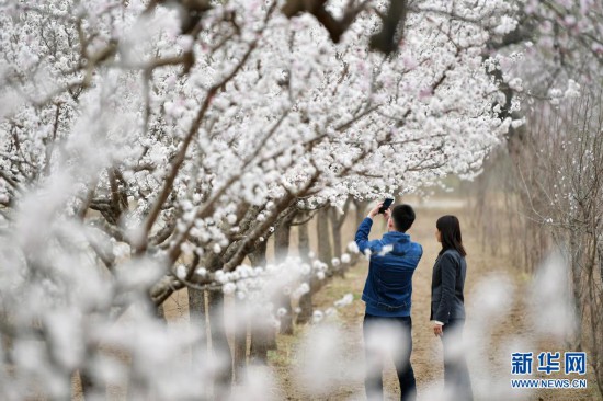 甘肅東鄉：漫川杏花競芳菲