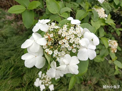 一“堵”再出名!大揚州在五一“爆”了