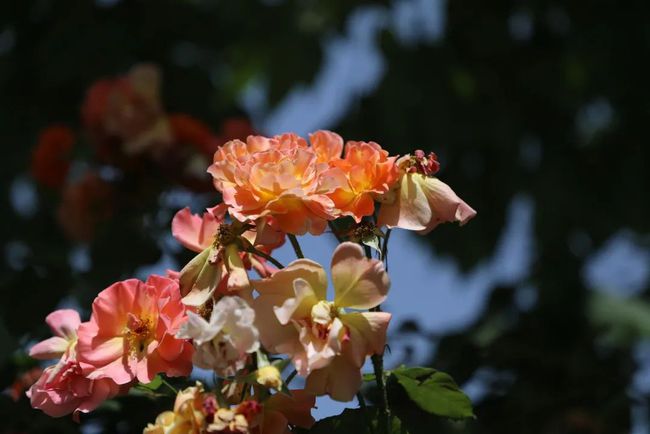 繁花似錦 詩情畫意 全都在這→