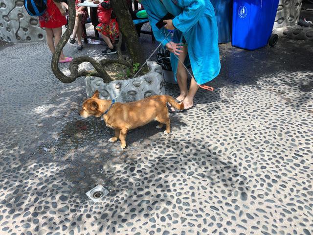 成都,一個對寵物寬容的地方