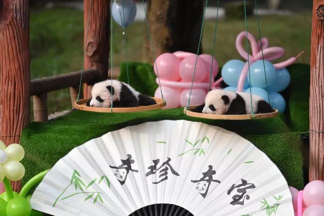 冰墩墩的原型！重慶動物園看冰墩墩“重慶分墩”